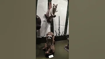 Ohhhh Its Real Preservatedanimals Wao Chengdu China Reels 