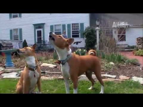 Βίντεο: Blue Heeler Dogs: Επιθετικός αλλά πιστός