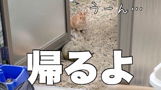 散歩中お楽しみ中のうさぎに「帰るよ」と言ってみた結果 No.1308