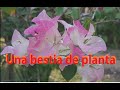 UNA BESTIA DE PLANTA