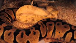 Ball python breeding season November 2015 Profile