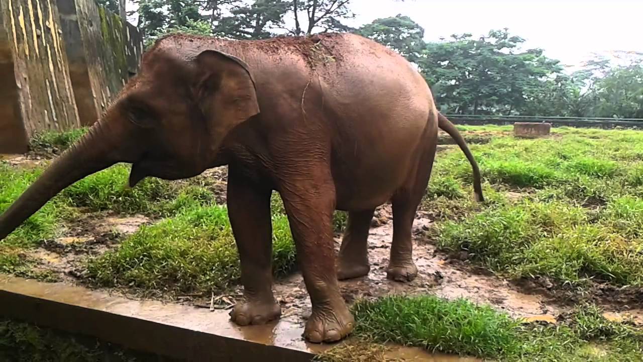 Gajah Kebun Binatang Ragunan