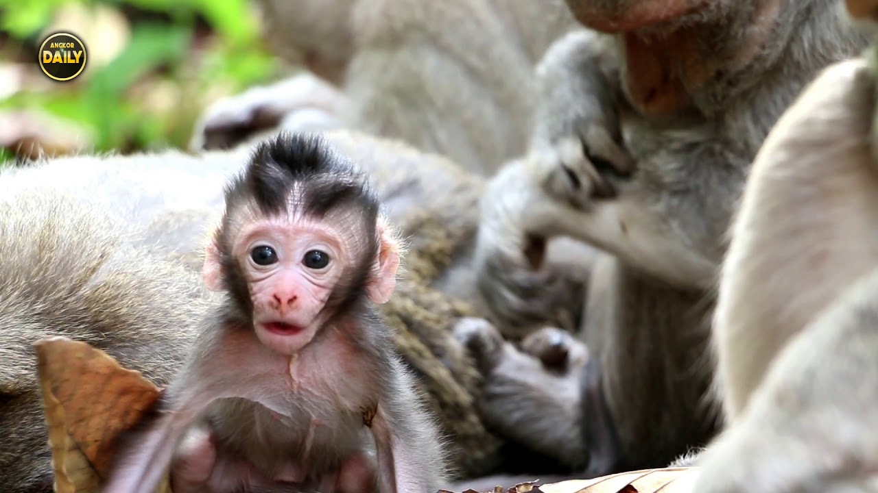 cute monkey pics Cute monkey Newborn baby try walk on chest Angkor daily 1607