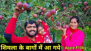 Hp-84 ???? तोड़ो और खाओ !! ???? Apple garden in himachal pradesh || apple tree farming in india