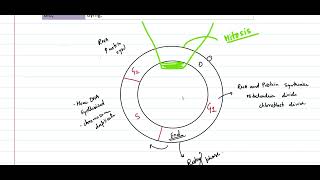 Class 10 ICSE Biology Chapter 2 : Cell Cycle |What is Interphase| Part 5