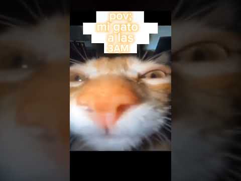 Mi gato a las 3 am@Master2-8