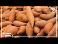 Weather IQ: Why NC dominates sweetpotato farming; what dry weather means for this year's harvest