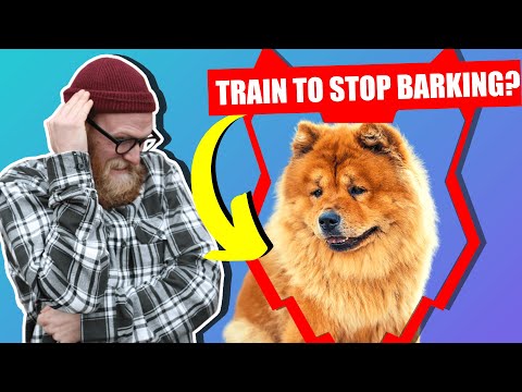 How To Stop Your CHOW CHOW Barking