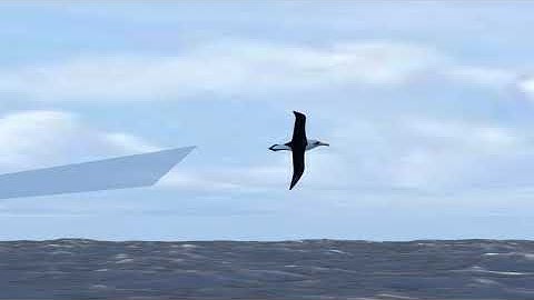 Albatross dynamic soaring visualisation