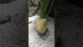 Cuttlefish Changes Colors