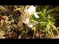 نبات الزنبق الابيض وطريقة اكثاره والعناية به وبالازهار  lily plant care