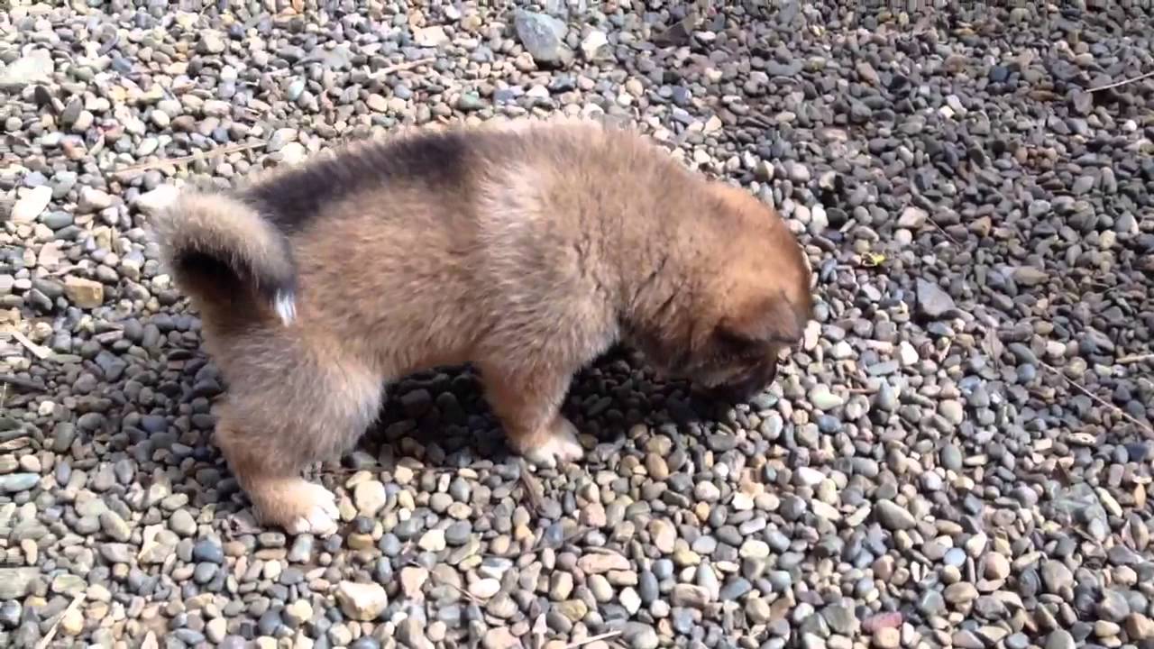 4 Week Old Shikoku Ken Puppies