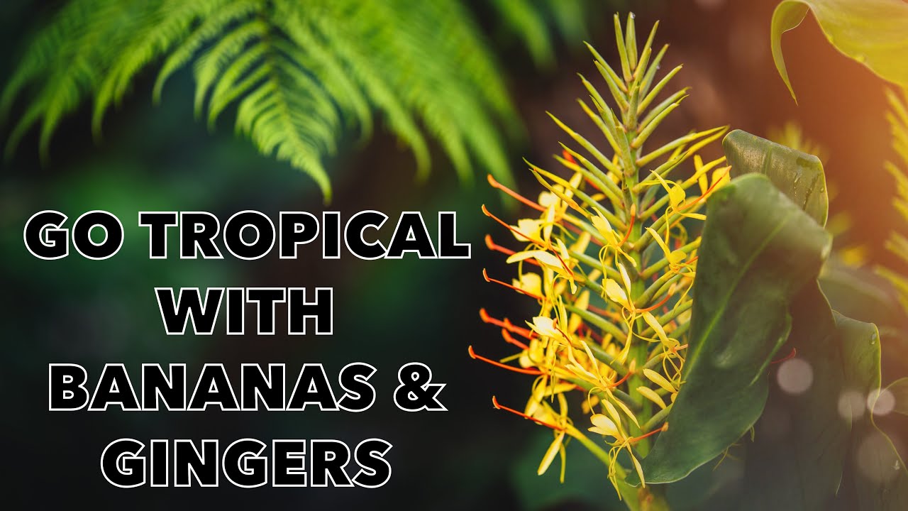 Growing Ensete Bananas and Gingers in my UK Tropical Style Garden YouTube
