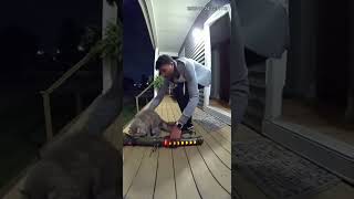 "Security cam caught my cat… with a ROCKET LAUNCHER 😭💥"