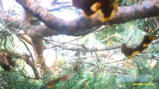 Аварии г. Майкоп Адыгея.(Водитель на автомобиле с мех-рукой не опустил мех- руку и порвал провода телефона и опто-- волокно, завалил..., 2016-07-20T11:24:04.000Z)