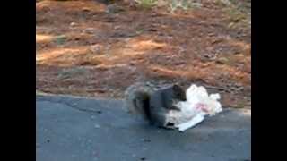 Squirrel enjoys a sandwich wrapper