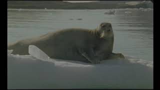 Chubby Seal Chilling on the Ice