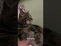 Такие щечки у него сладкие кошки Cat веселыекоты шишак кот прикольныекоты котик дружок Такие щечки у него сладкие кошки Cat веселыекоты шишак кот прикольныекоты котик дружок