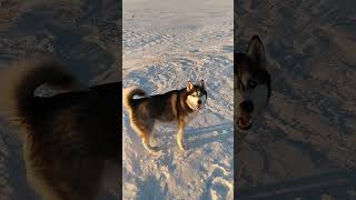 морозный привет #husky #shortvideo #всемпривет #доброеутро #подпишись