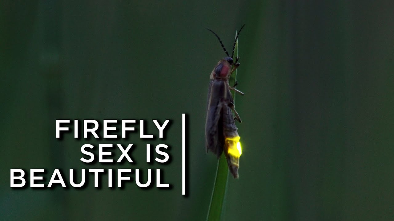 Firefly Sex Gives Us Beautiful Light Shows Each Summer