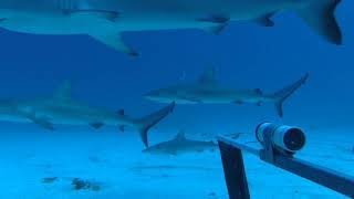 What lies beneath: Elizabeth & Middleton Reef life