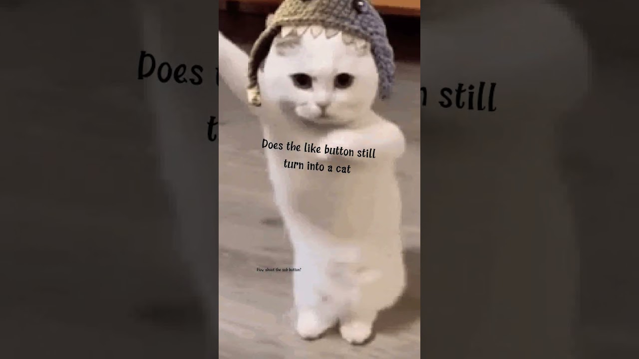 cat 🐈😺 #cat by Pancake Famousz