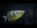 You Won't Believe How the Archer Fish Catches Insects (4K)