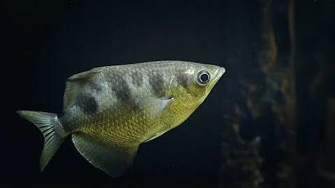 You Won't Believe How the Archer Fish Catches Insects (4K)
