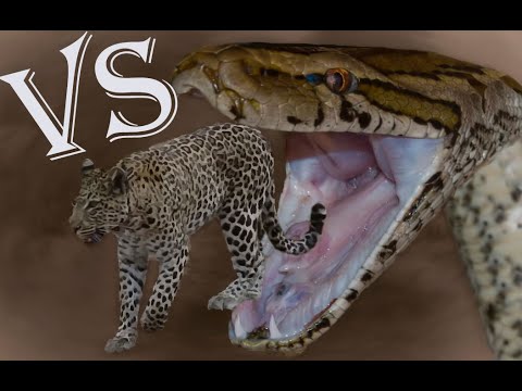 Leopard vs Big Python Snake Wild Animal Attack - YouTube