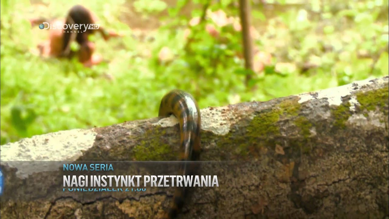 Discovery Channel - Nagi instynkt przetrwania - YouTube