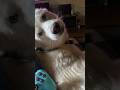 It be 2 dudes telling e/o AROOO #dog #dogtalking #husky #huskytalking