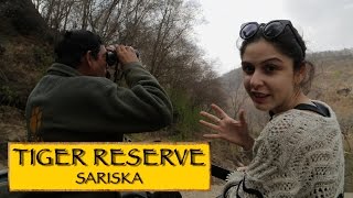 Sariska Tiger Reserve || Jaipur