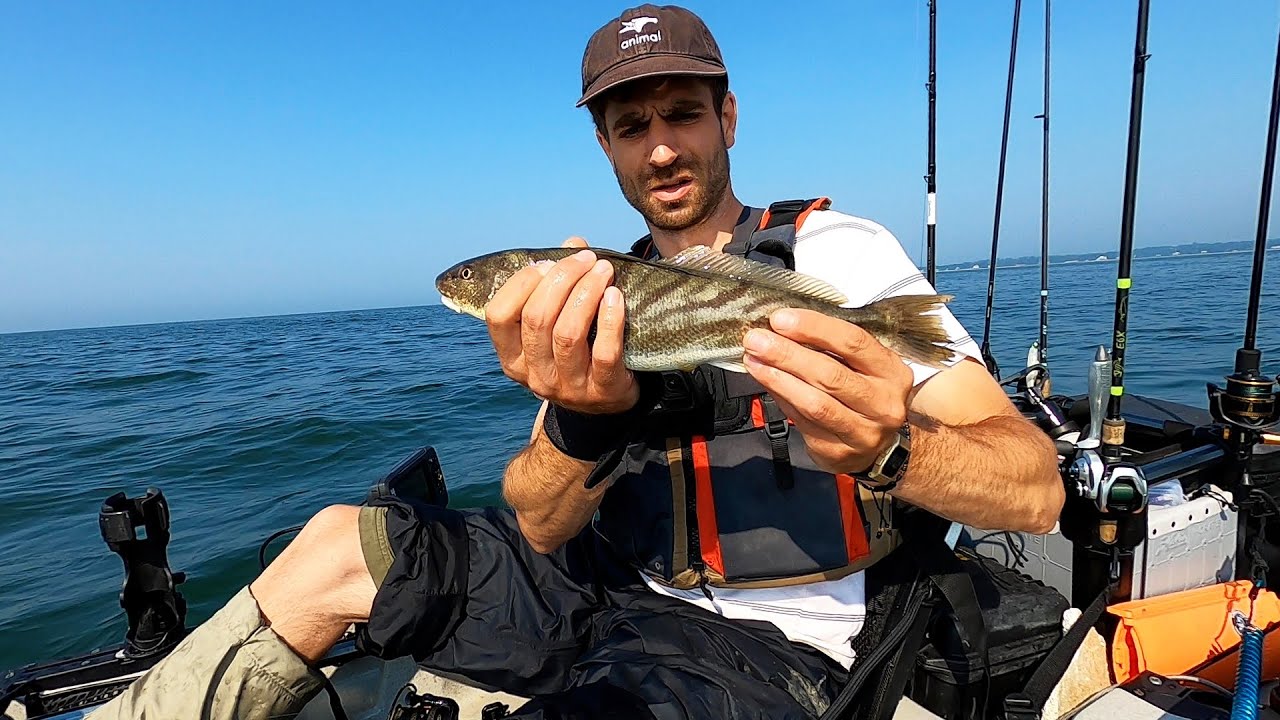 Northern Kingfish, Striped Bass | Kayak Fishing