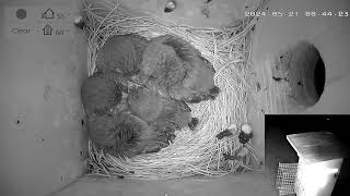 Bluebird Nest Box, Spring 20242