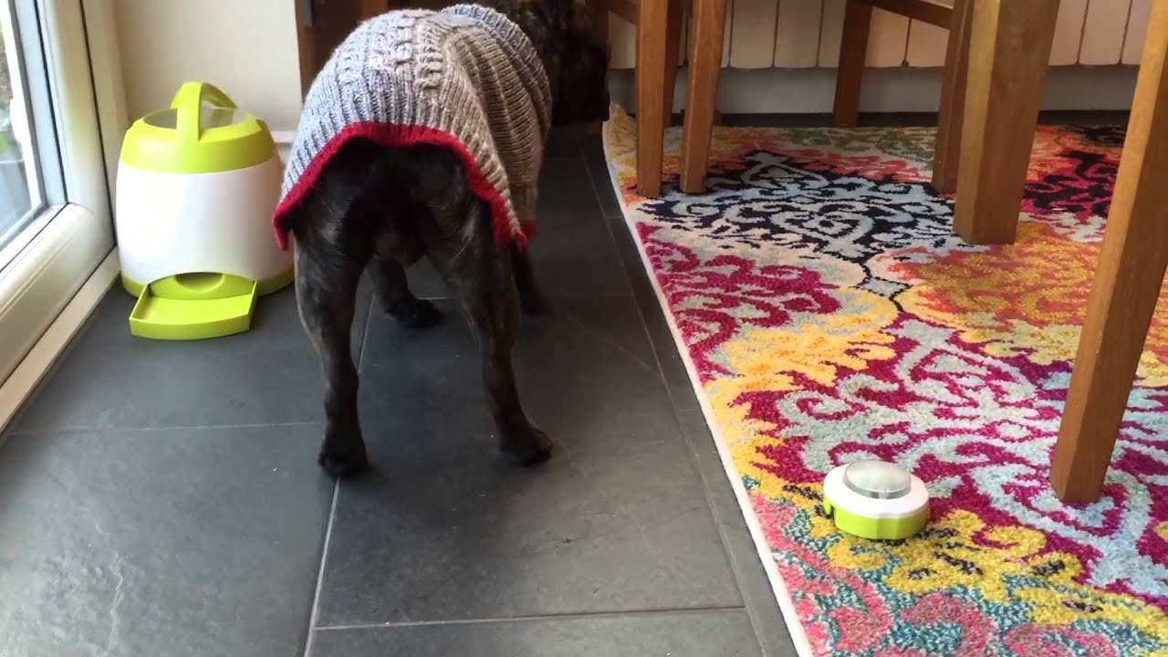 bulldog bluetooth speaker bim How to stop ur frenchie inhaling his food.