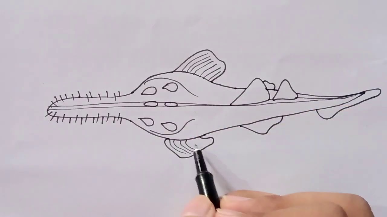 How to Draw Pristis | How to Draw Pristis Sawfishes Diagram | Structure of Pristis in Very Simple