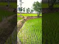 The Greatest Rice Farming Support Agriculture Farmers Villagelife Nature Trending Shortsfeed