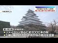 桜前線が会津にも到来 鶴ヶ城公園で桜の開花が宣言