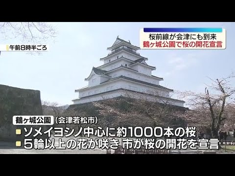 The cherry blossom front has arrived in Aizu; the cherry blossoms