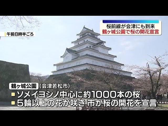The cherry blossom front has arrived in Aizu; the cherry blossoms