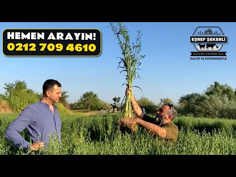 Video: Yulaf Ekimi