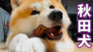 AKITA INU - Japanese Akita Dog Eating Crunchy Food (ASMR) | 秋田犬