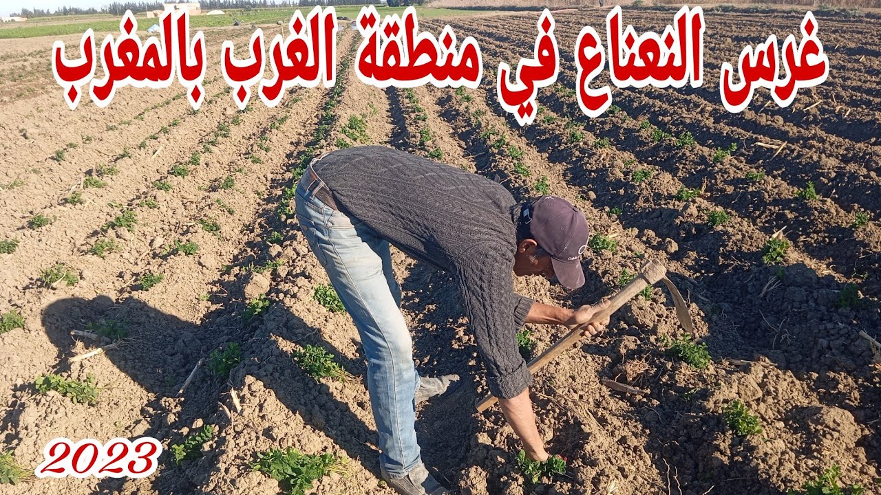 طريقة غرس النعناع في منطقة الغرب بالمغرب   How to grow mint in Morocco 2023