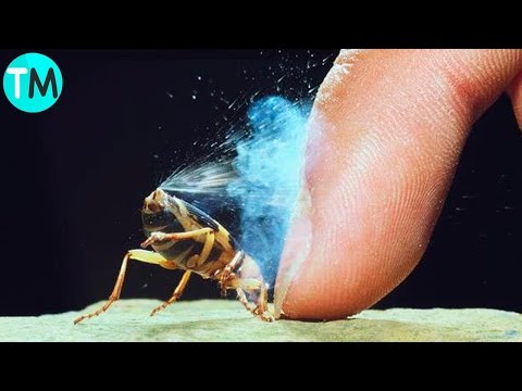 Video: ¿Son los falsos escarabajos bombarderos peligrosos para los humanos?