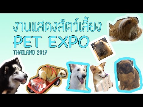 PET EXPO Thailand 2017 - งานแสดงสัตว์เลี้ยง แปลกๆ น่ารักมากมายหลายชนิด