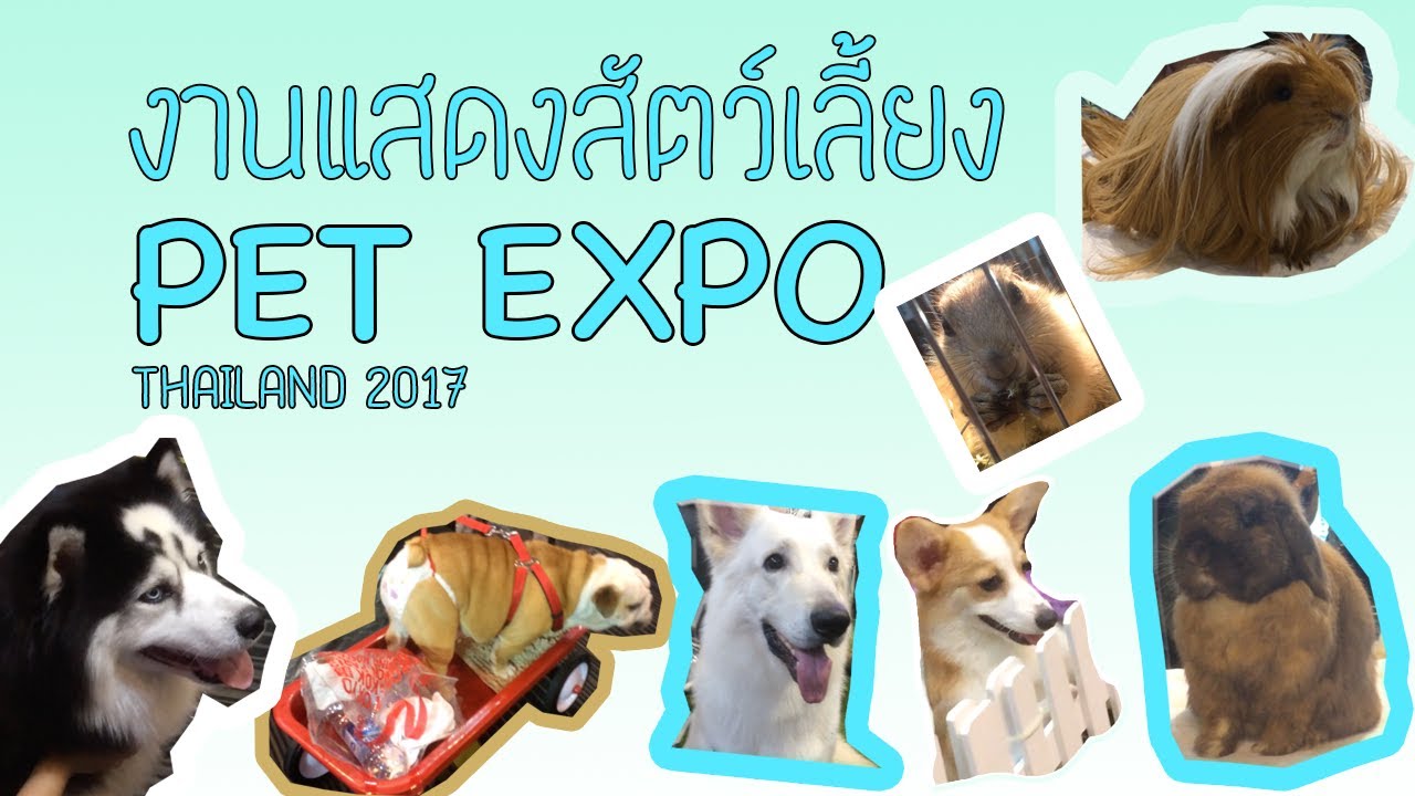 PET EXPO Thailand 2017 - งานแสดงสัตว์เลี้ยง แปลกๆ น่ารักมากมายหลายชนิด