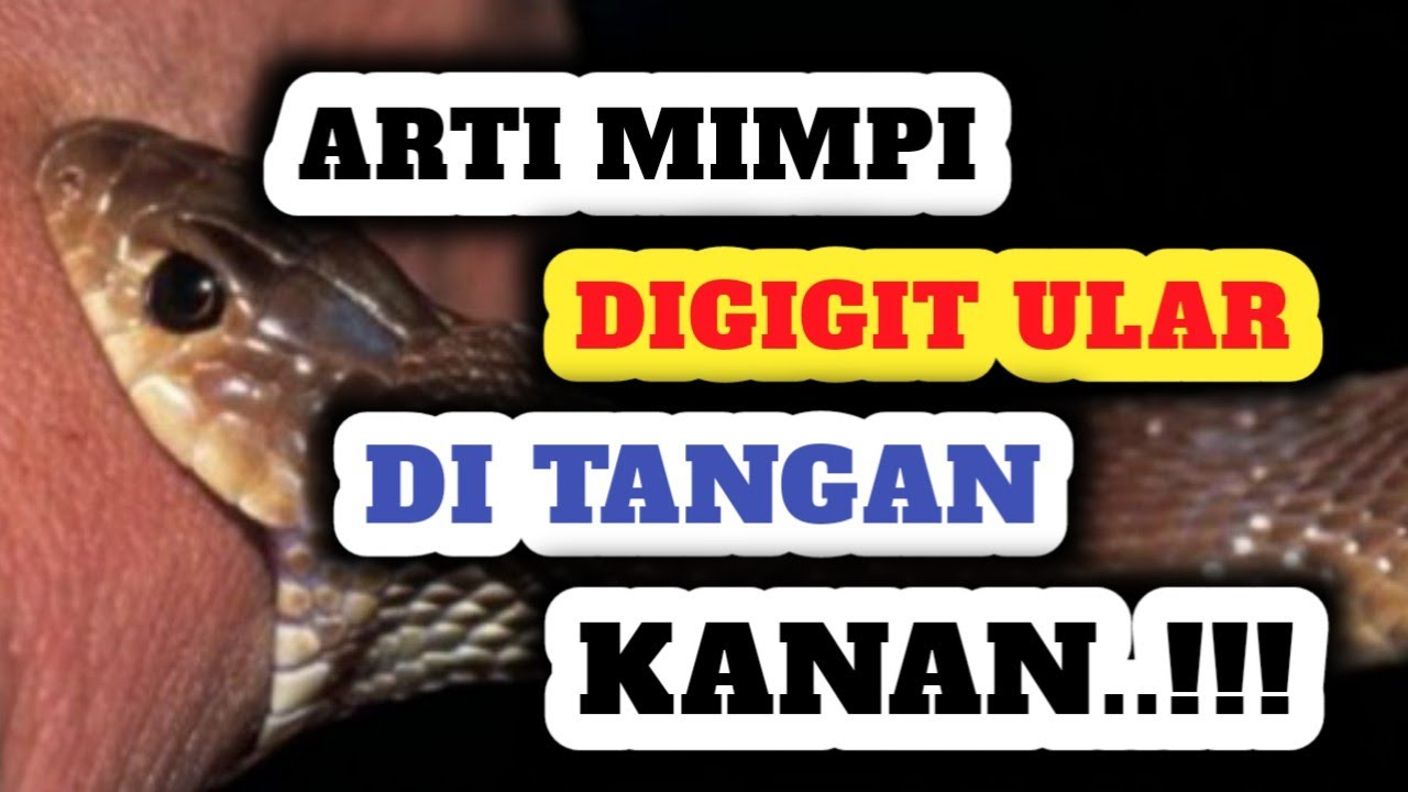 Awas Hati Hati!! Arti Mimpi Digigit Ular Di Tangan Kanan YouTube