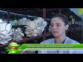 Mantar girişimcisi kadın ihracata hazırlanıyor