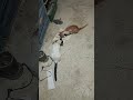  20260308 195826 تونی و شیر در حال صرف شام