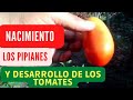 Desarrolló de PLANTAS DE PIPIANES y TOMATES en Huerto CASERO Facil y Rapido